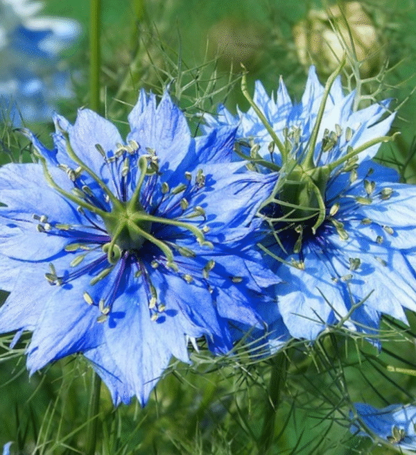 ⁦عسل الحبة السوداء⁩ - الصورة ⁦2⁩