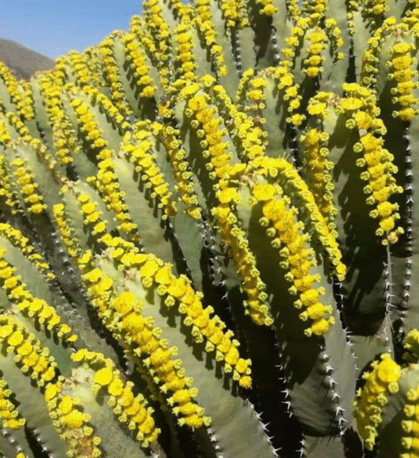 ⁦عسل الدغموس⁩ - الصورة ⁦2⁩