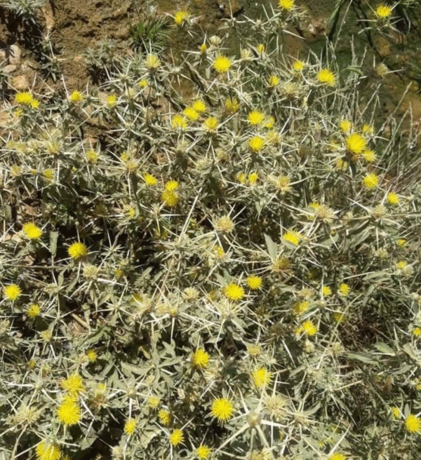 ⁦عسل المرار الشوكي⁩ - الصورة ⁦2⁩