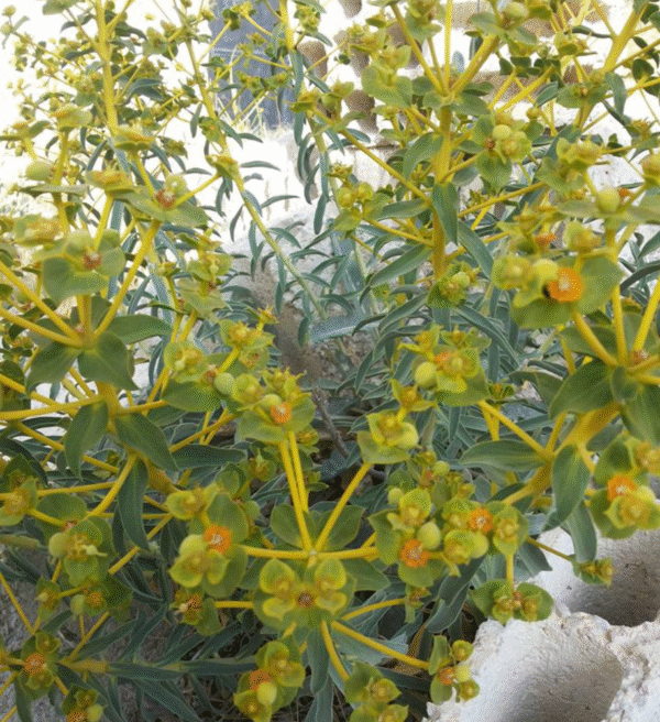 ⁦عسل اللبينة⁩ - الصورة ⁦2⁩